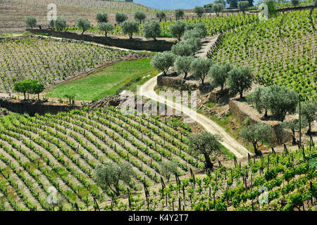 Vignobles et oliviers à Ervedosa do Douro, un site classé au patrimoine mondial de l'UNESCO. Alto Douro, Portugal Banque D'Images