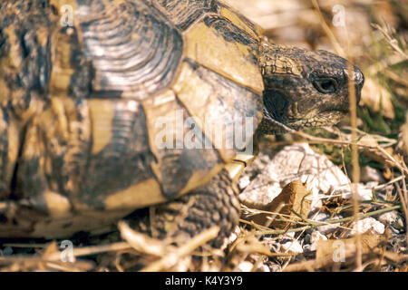 Une tortue sur la terre Banque D'Images