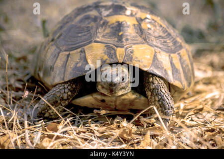 Une tortue sur la terre Banque D'Images