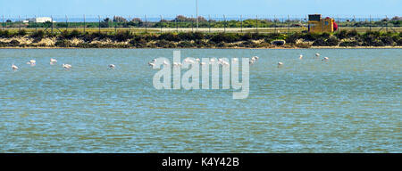 Flamingo sur le lac salé de Larnaca, Chypre. Banque D'Images