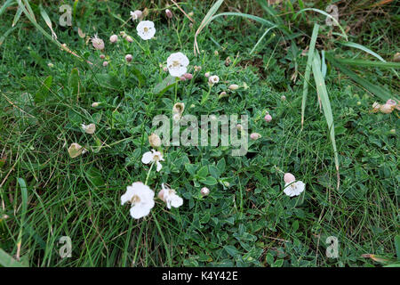 Campion Silene uniflora ou la mer de plus en plus faible de fleurs sauvages blanches sur une falaise de Pembrokeshire floraison encore à la fin de l'été dans le pays de Galles UK KATHY DEWITT Banque D'Images