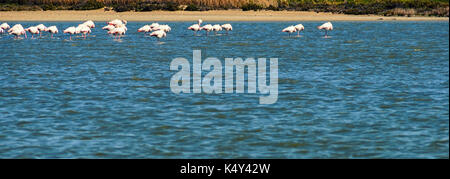 Flamingo sur le lac salé de Larnaca, Chypre. Banque D'Images
