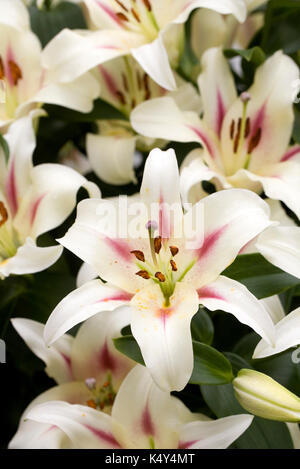 Lilium 'Nymphe' fleurs. Banque D'Images