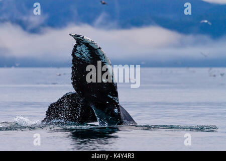 Fluke de baleines à bosse pendant un matin brumeux dans son de blackfish nord de l'île de Vancouver, Colombie-Britannique, Canada. Banque D'Images