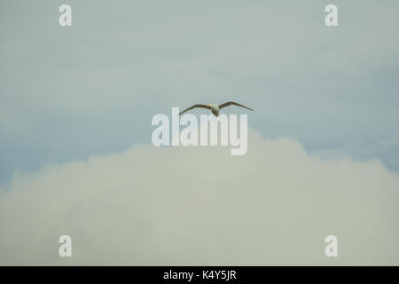 Mouette voler dans le ciel bleu à dyrholaey, Islande le jour d'été, effet vintage avec un peu de grain. Banque D'Images