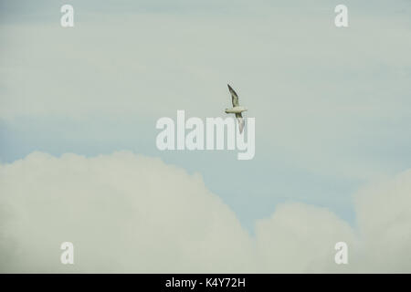 Mouette voler dans le ciel bleu à dyrholaey, Islande le jour d'été, effet vintage avec un peu de grain. Banque D'Images