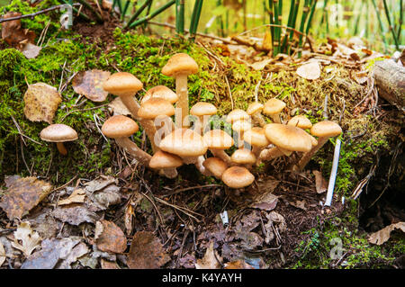 Magnifique petit champignon champignons de miel Armillaria mellea croissant sur un moignon close up sur un fond d'arbres dans la forêt Banque D'Images