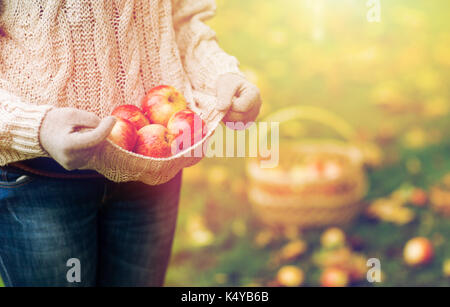 Close up of woman avec des pommes à l'automne Banque D'Images