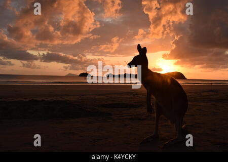 Sur la plage de kangourou Banque D'Images