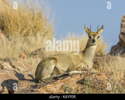 Klipspringer (oreotragus), np d'augrabies Falls, North Cape, Afrique du Sud Banque D'Images