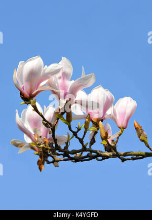 Forme culturelle du magnolia chinois (Magnolia x soulangeana) amabilis, Bade-Wurtemberg, Allemagne Banque D'Images