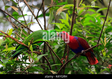 Perroquet eclectus roratus eclectus (), adulte, femme, homme, le comportement social, le couple, à l'affût, captive, originaire d'Asie Banque D'Images