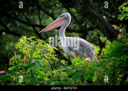 Graupelikan (pelecanus philippensis,), des profils auf Baum, Singapore, Singapore, asien Banque D'Images