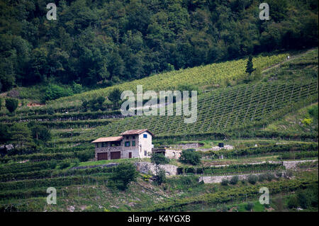 Vigne en Sarni Adige est près de Molini, Veneto, Italie 1 Septembre 2017 © Wojciech Strozyk / Alamy Stock Photo Banque D'Images