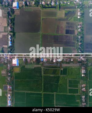 (170908) -- CHANGSHA, 8 septembre 2017 (Xinhua) -- cette photo combinée prise le 7 juin 2017 (UP) montre des écrevisses cultivées dans des rizières et prise le 5 septembre 2017 montre du riz paddy mûr pour la récolte dans le comté de Nanxian, province du Hunan en Chine centrale. Le comté de Nanxian a développé une nouvelle méthode de culture du riz paddy, qui combine l'élevage de grenouilles et d'écrevisses avec la plantation de riz paddy. Avec l'existence des grenouilles et des écrevisses, les rizières seront moins confrontées à des problèmes tels que la pollution et la baisse de fertilité des sols. Il y a maintenant au total 250 000 Mu (environ 16 667 hectares) de paddy Banque D'Images