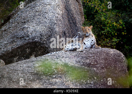 Leopard assis sur un grand rocher, jawai, Inde Banque D'Images