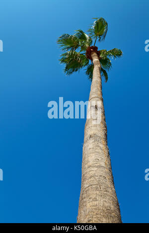 Palm tree against clear blue sky Banque D'Images