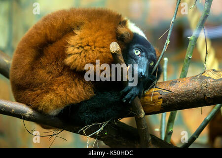 Peur de la gélinotte rouge ou le varecia rubra lemur au zoo Banque D'Images