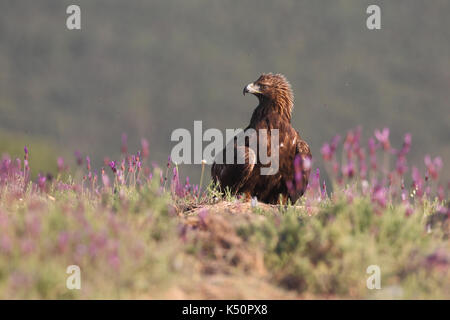 Golden Eagle de proies de chasse dans les rochers Banque D'Images