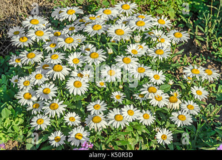 Marguerite blanche fleurs champ, Margaret wild meadow, Close up. Banque D'Images