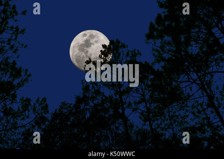 Pleine lune avec un pic de derrière les arbres sur une nuit claire Banque D'Images