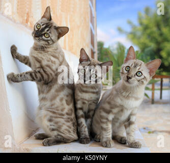 3 snowbengal, seal mink spotted tabby, assis à un mur dans le jardin Banque D'Images