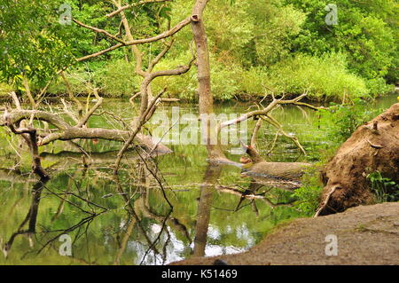 Sur le lac d'arbres dans le Yorkshire au cours de l'été Banque D'Images