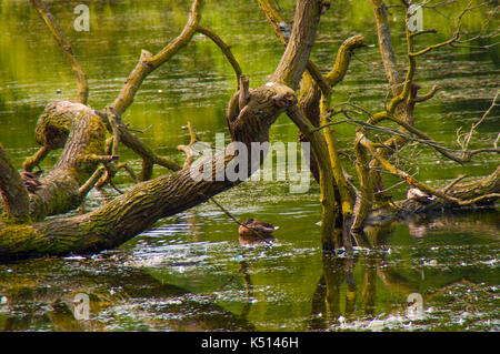 Sur le lac d'arbres dans le Yorkshire au cours de l'été avec un canard Banque D'Images