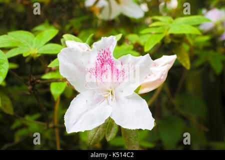 Rhododendron indicum à Soukhoumi, en Abkhazie Banque D'Images