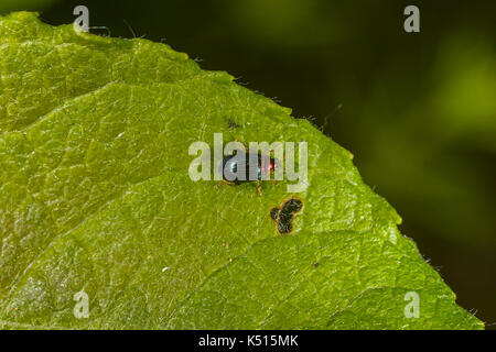 L'altise de la saule (crepidodera aurata) sur la feuille en Russie Banque D'Images