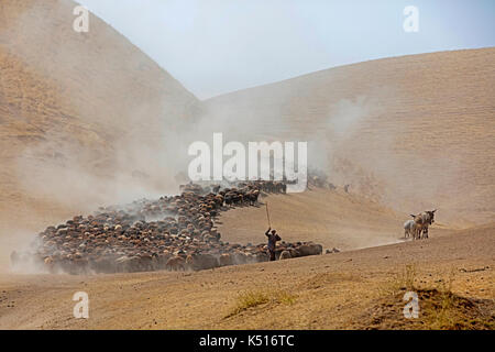 Berger tadjik en utilisant les ânes comme garde animaux en élevage troupeau de moutons dans le désert le long de la route du Pamir au Tadjikistan Banque D'Images