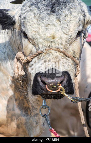 Bos taurus. Taureau blanc britannique présentée à Moreton in Marsh pays montrent, Cotswolds, Gloucestershire. UK Banque D'Images