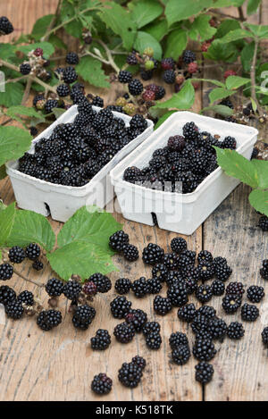 Rubus fruticosus. Les mûres et les barquettes de nourriture bramble feuilles sur une table en bois dans le septembre. UK Banque D'Images