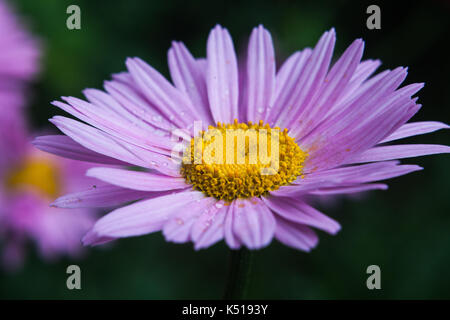 Fleur violette de painted daisy. le pollen et les gouttes de rosée sur les pétales. floue fond vert. Banque D'Images