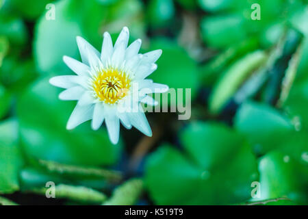 Cette belle fleur de lotus ou nénuphar est complétée par les riches couleurs de la surface de l'eau d'un bleu profond. Banque D'Images