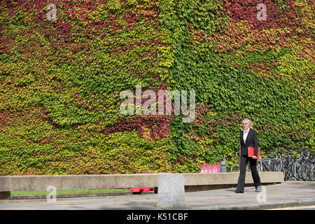 Le mur de lierre de Boston à Churchill College, Cambridge commençant à devenir rouge comme l'automne est arrivé.Cette année le mur rouge commence à tourner à la mi-août. L'un des plus grands murs de Boston ivy en Grande-Bretagne est en train de transformer un blaze de rouge d'un mois début annonçant le début de l'automne - en août, le lierre magnifique, qui a connu une croissance sur Churchill College à l'Université de Cambridge pendant près de 60 ans, est en train de changer du vert au rouge écarlate que le Royaume-Uni considère qu'il a été au début de fin de cette année. Environ un tiers de la rampante a déjà changé de couleur et son feuillage est fantastique illuminant les murs du collège et Banque D'Images