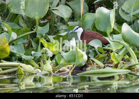 Jacana africain qui se trouve dans l'eau peu profonde couverte de feuilles de la végétation aquatique sur les rives du lac Victoria Banque D'Images