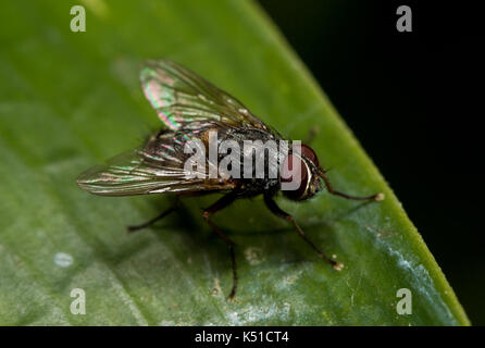 La Mouche noire Banque D'Images