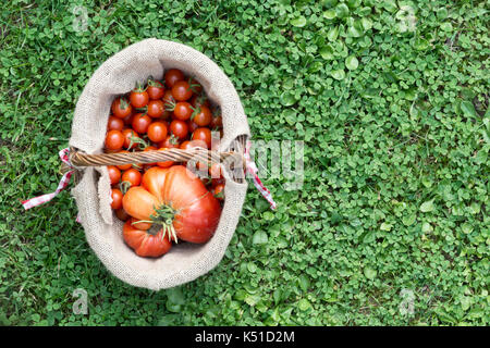 Vue de dessus d'un panier plein de tomates rouges cueillis dans le jardin extérieur sur fond d'herbe verte Banque D'Images