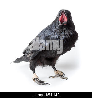 Grand corbeau (Corvus corax). in front of white background, studio shot. isolé d'oiseaux apprivoisés. Banque D'Images