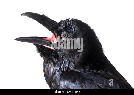 Grand corbeau (Corvus corax). in front of white background, studio shot. isolé d'oiseaux apprivoisés. Banque D'Images