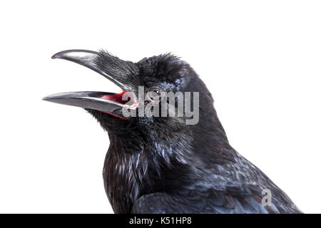 Grand corbeau (Corvus corax). in front of white background, studio shot. isolé d'oiseaux apprivoisés. Banque D'Images