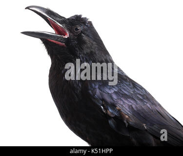 Grand corbeau (Corvus corax). in front of white background, studio shot. isolé d'oiseaux apprivoisés. Banque D'Images