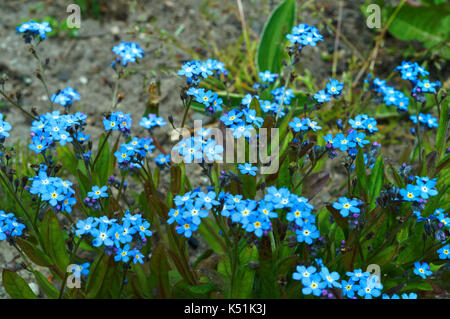 Jardin botanique, les belles fleurs en fleurs et de ravir au printemps Banque D'Images