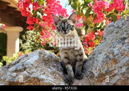 Snowbengal, seal mink spotted tabby, assis sur un mur en face de bougainvilliers en fleurs Banque D'Images