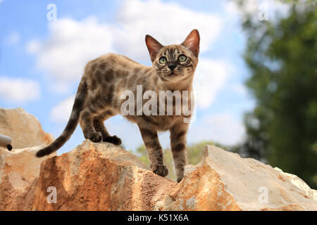 Snowbengal, seal mink spotted tabby, debout sur une pierre en face d'un ciel bleu avec des nuages Banque D'Images