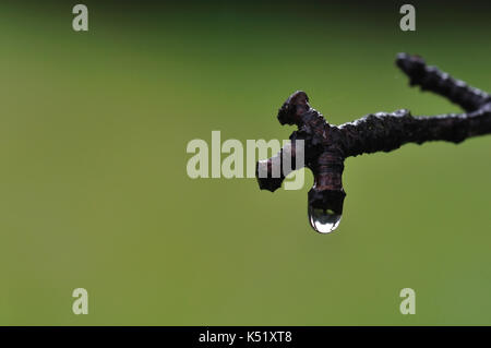 On tree branch de récupération d'eau après la pluie. nature hiver macro gouttes fond vert. Banque D'Images