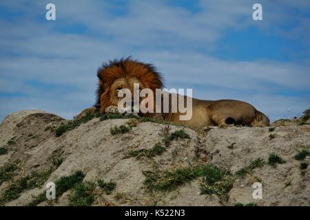 Lion mâle dormir sur hill Banque D'Images