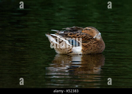 Un colvert sur la rivière Besos à Barcelone. Banque D'Images