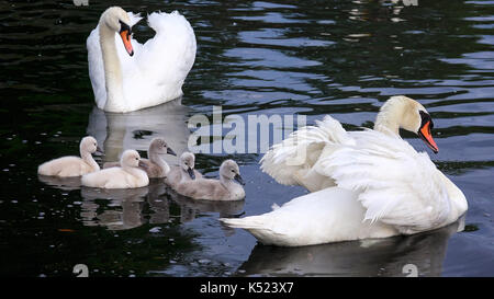 Groupe de cygnes bébé nage avec les parents sur le lac Eola à Orlando, Floride Banque D'Images